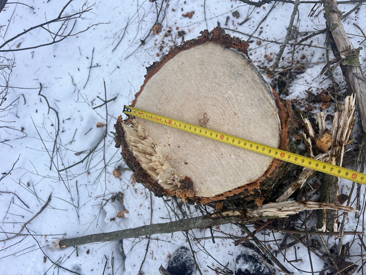 Валка леса диаметр 300 валочным захватом KIBBLER SD2-350