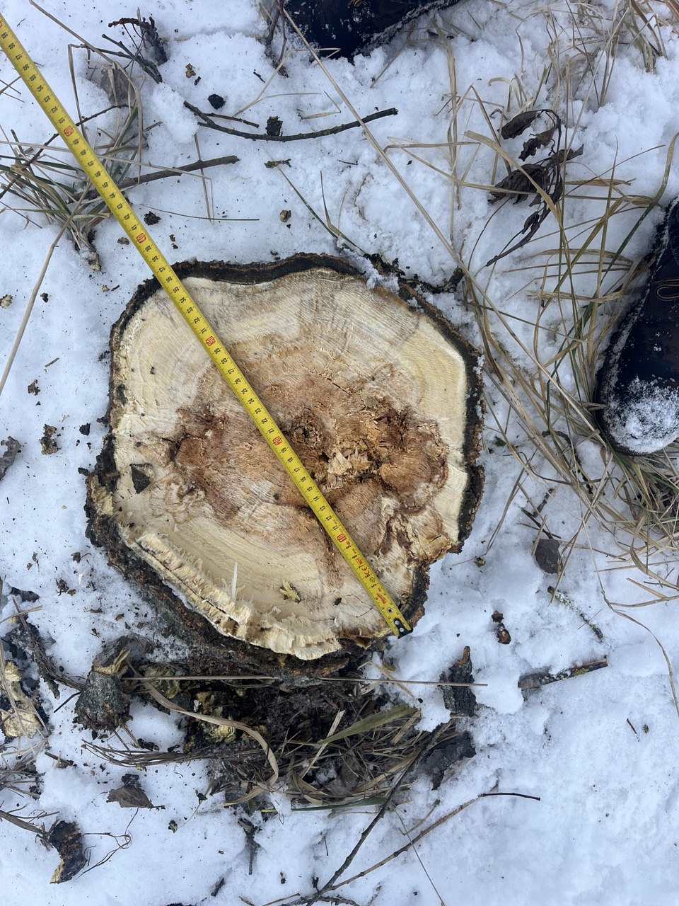 Валка леса диаметр 400  валочным захватом KIBBLER SD2-350